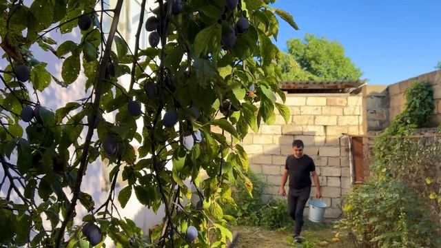 GRANDMA HARVESTING 50KG CORNEL | COOKING CORNUS FRUIT JAM AND COMPOTE | OUTDOOR VILLAGE LIFE смотреть онлайн