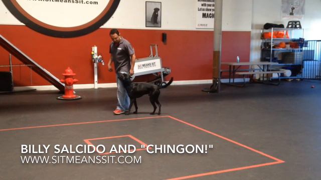 Freestyle Dog Training Labrador Retriever!