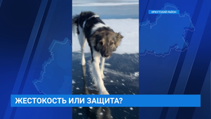 Застрелил собаку! Жестокость или защита?