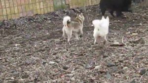 Притравка лаек по кабану. Первая встреча Хана с кабаном . 2020