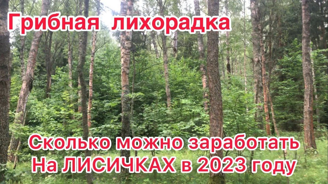Сколько можно ЗАРАБОТАТЬ на ЛИСИЧКАХ в 2023 году / ПОХОД в ЛЕС / Сдача ГРИБОВ смотреть онлайн