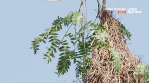 Дикая Бразилия / Brazil Untamed / Серия 4 Прибежище ягуаров 4К