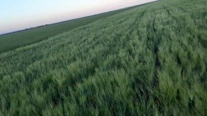 Севооборот для начинающих! Какую культуру добавить: пшеница, ячмень, ......?