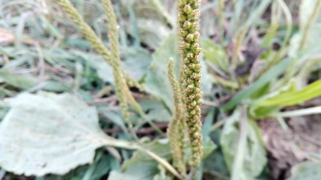 Plantago major (Common plantain) смотреть онлайн
