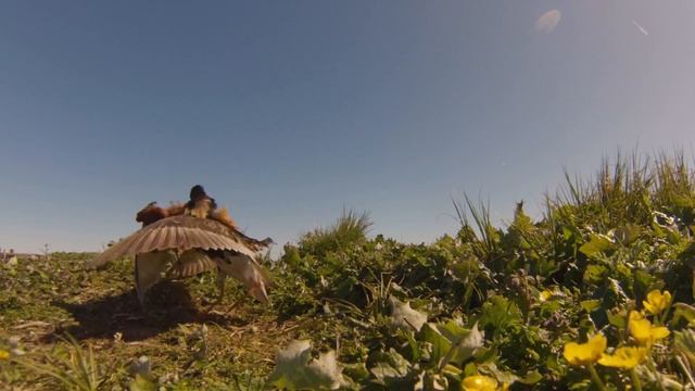 Токующие турухтаны 1 смотреть онлайн