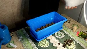 ОГОРОД НА ПОДОКОННИКЕ. ЧАСТЬ 1.