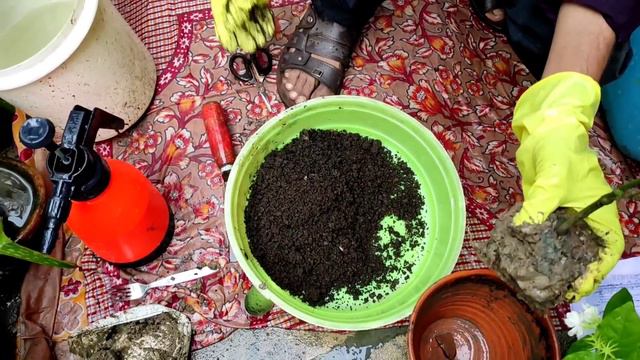 7 Great Mistakes In Nursery Bought Plants /  नर्सरी से खरीदे पौधे पर ये 7 बड़ी गलतियां कभी ना करें