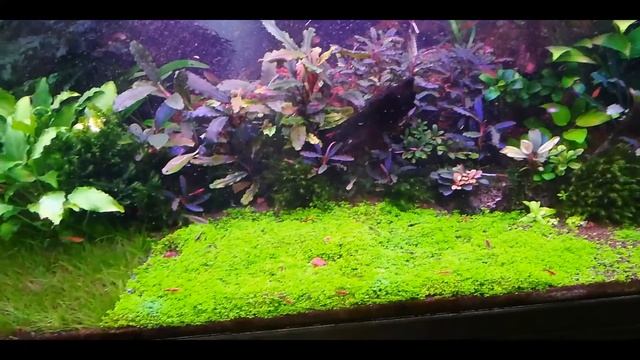 Убираю таиландский папоротник смотреть онлайн