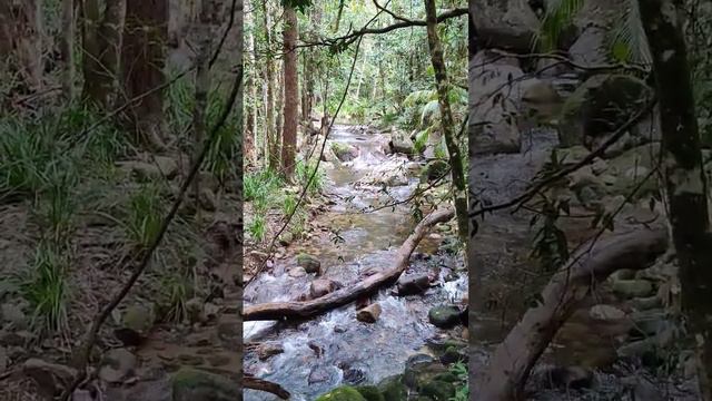 Rainforest Walk and Creek, Mount Lewis Range, FNQ, Australia [A Spiritual Revolution]