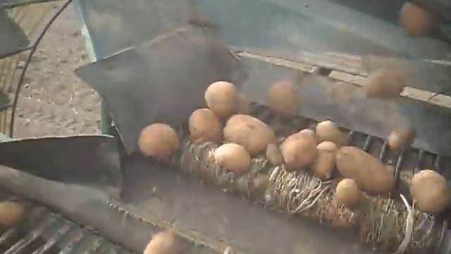 Картофелеуборочный комбайн HASSIA с МТЗ 82 смотреть онлайн