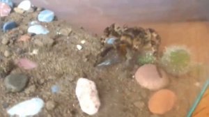 КОРМЛЕНИЕ ТАРАНТУЛА