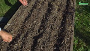 Посадите сидерат чтобы забыть о личинке майского жука и проволочника.