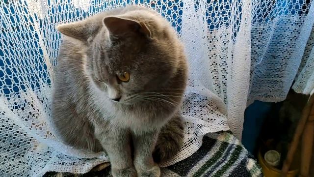 Красивая кошка крупным планом. Beautiful cat close-up. смотреть онлайн