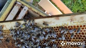 Подсаживаю плодную матку Карники в семью Бакфаст с пчёлами трутовками...