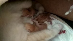 у моей кошки сегодня родились котята  18.04.2022 года