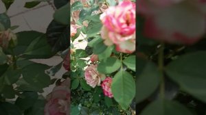 Роза Юбилей Санкт-Петербурга
