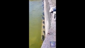 Почему так. #Shorts