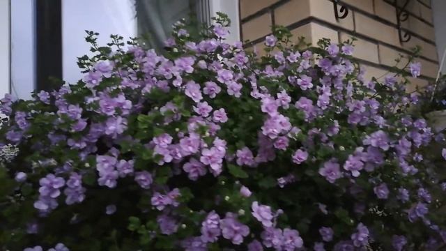 Махровая Бакопа!#бакопа смотреть онлайн