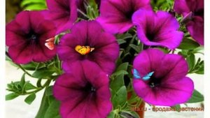 Петуния каскадная Рэмблин Бургунди Хром ? обзор: как сажать, семена петунии Рэмблин Бургунди Хром