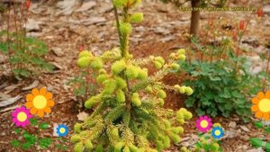 Ель обыкновенная Голд Дрифт. Краткий обзор, описание характеристик picea abies Gold Drift