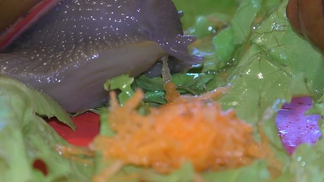 Улитка четверга. Мегас кушает! Snail Thursday. Megas eats!  The species of snails.