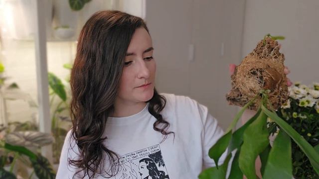 Моя коллекция папоротников. смотреть онлайн