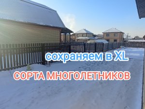 Сорта Многолетников Сохраняем в XL?☝️