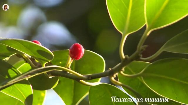 Пение птиц*Нежный и крепкий СОН, глубокий релакс и успокоение нервной системы