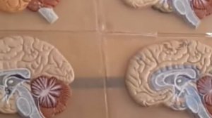 промежуточный мозг