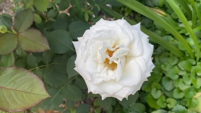 Роза Пьер де Ронсар, второй сезон и ещё несколько сортов роз рядом????♀️?? смотреть онлайн