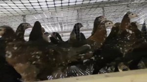 Куры продажа в орле