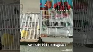 птица чижик