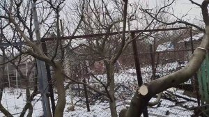 Радикальная обрезка айвы  Итог  куст   чаша