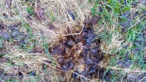 Сохраняем старые сорта яблок из заброшенного колхозного сада. Наливное, память воину, сердцевидное.