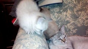 котята породы невская маскарадная