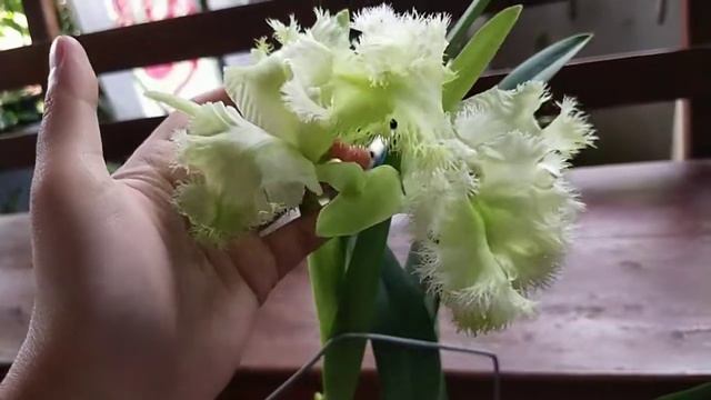 Rlc Golf Green смотреть онлайн