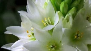 Как распускаются цветы. Ускоренная съёмка. Красота😍