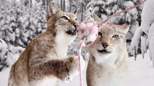 ПУМА НАЛА НЕОЖИДАННО ЗАХОТЕЛА СО МНОЙ ПОИГРАТЬ / Мейн-куны будят Алису / Дань бобру