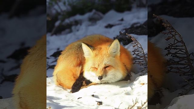 Cascade Red Fox inside Mount Rainier National Park