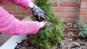 Уход за молодыми ХВОЙНЫМИ осенью!