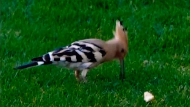 Прелестная птичка Удот смотреть онлайн