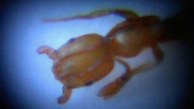 Раненый Боец.avi смотреть онлайн