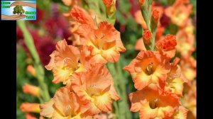 35+Types Beautiful Gladiolus Flowers
