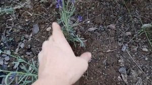 ЛАВАНДА. Как почистить осенью и обрезать весной. Черенки лаванды. 09.09.2022 ?