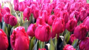 Выгонка тюльпанов