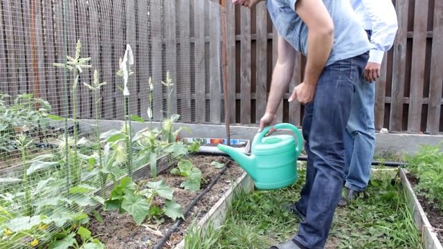 Лучшая Органическая подкормка для огурцов, своими руками. ЭМ-Экстракт. смотреть онлайн