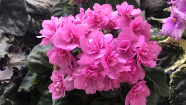 Результат моего способа запуска фиалок на цветение!!! смотреть онлайн