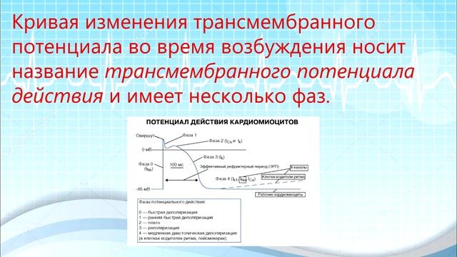 Как работает твое сердце?#1 Основы ЭКГ. Биохимия сердечного сокращения. смотреть онлайн