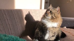 Три минуты рыбалки на кота 🤣 Смешной кот Уссури.
