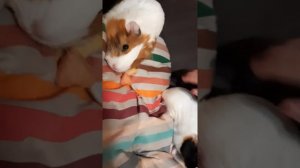 Какие вкусняшки можно покупать для морских свинок?